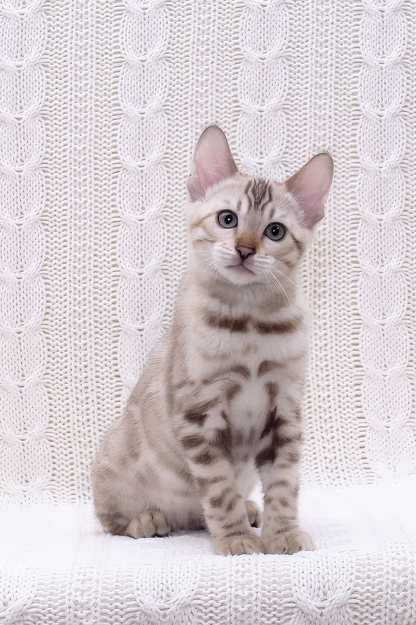 Riviera | Bengal Kitten