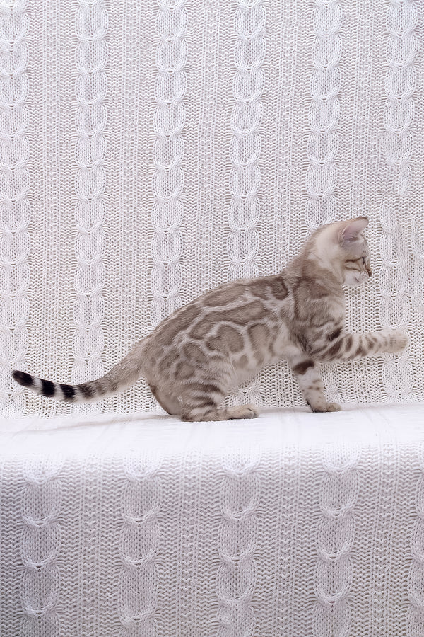 Riviera | Bengal Kitten