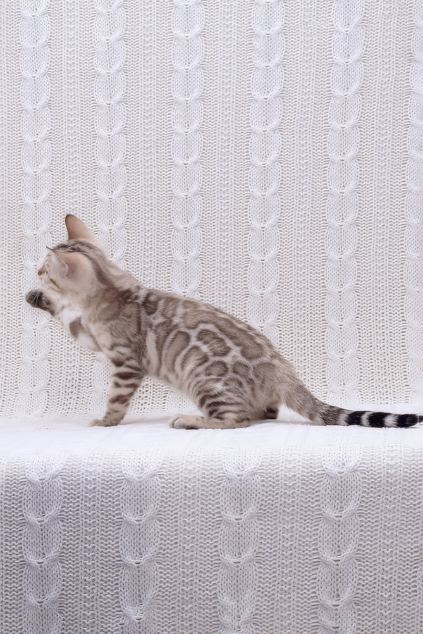 Riviera | Bengal Kitten