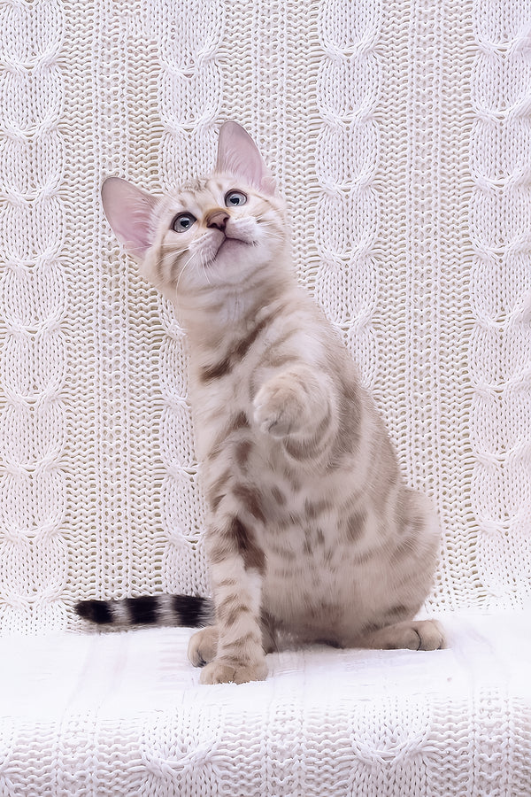 Riviera | Bengal Kitten