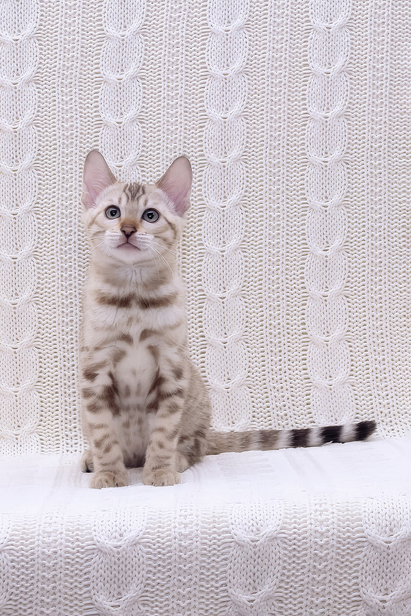 Riviera | Bengal Kitten