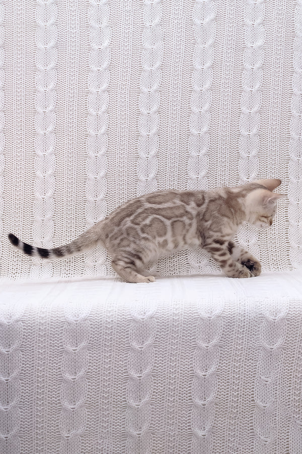 Riviera | Bengal Kitten