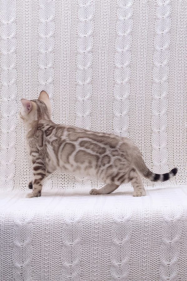 Riviera | Bengal Kitten