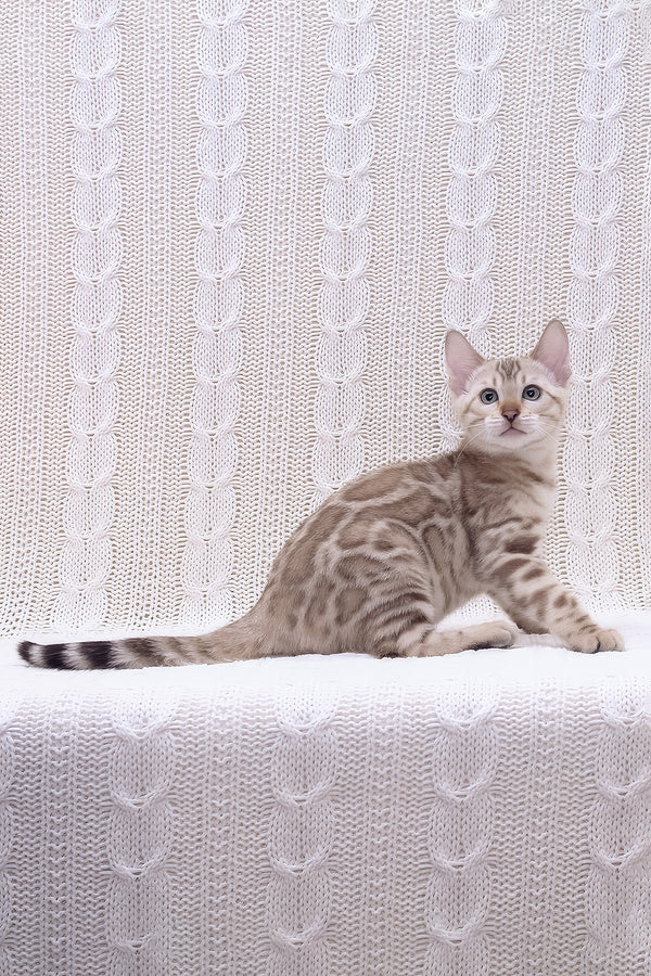 Riviera | Bengal Kitten