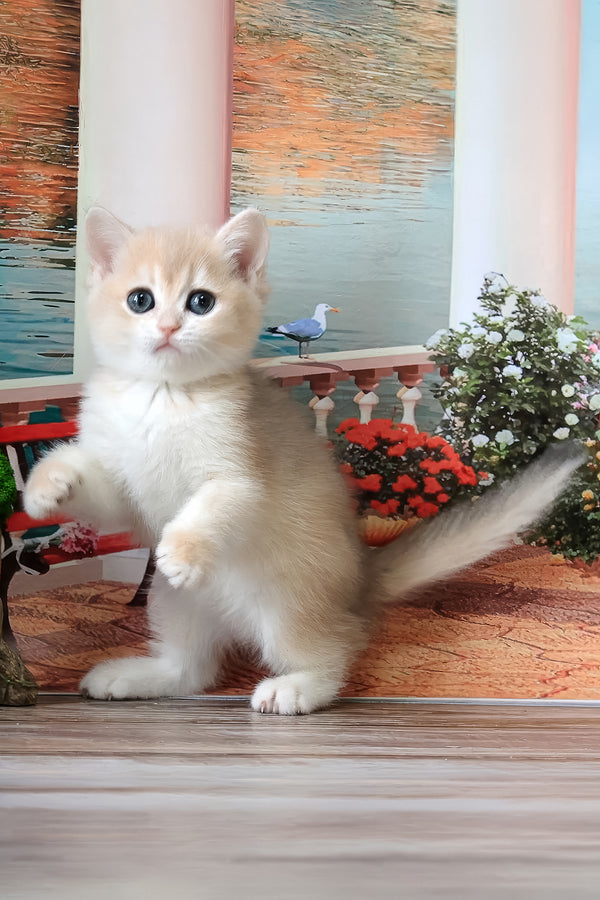 Riviera | British Shorthair Kitten