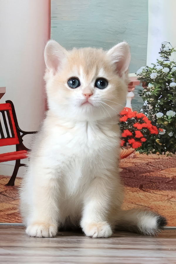 Riviera | British Shorthair Kitten