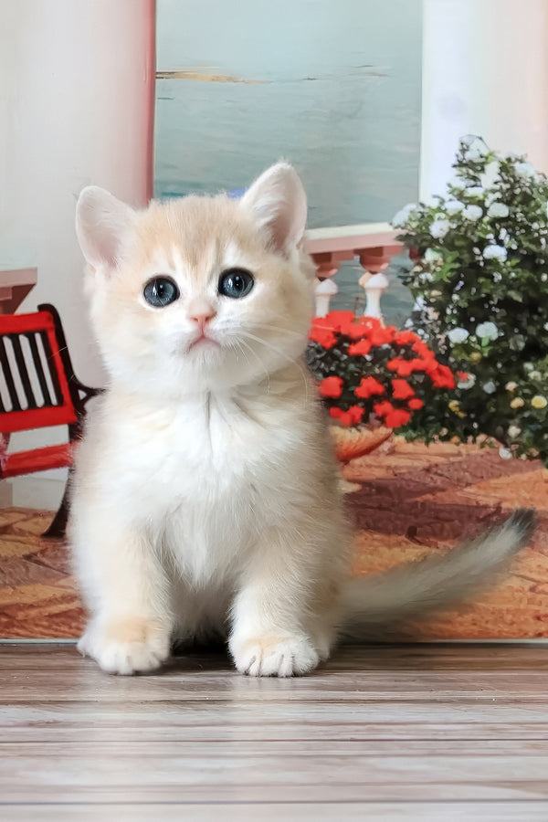 Riviera | British Shorthair Kitten
