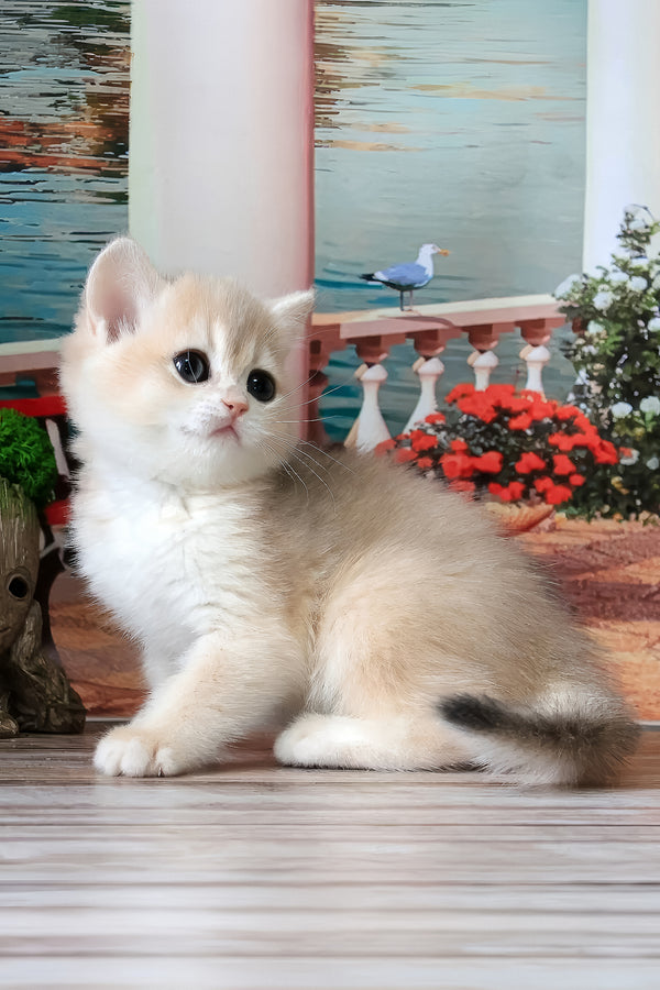 Riviera | British Shorthair Kitten