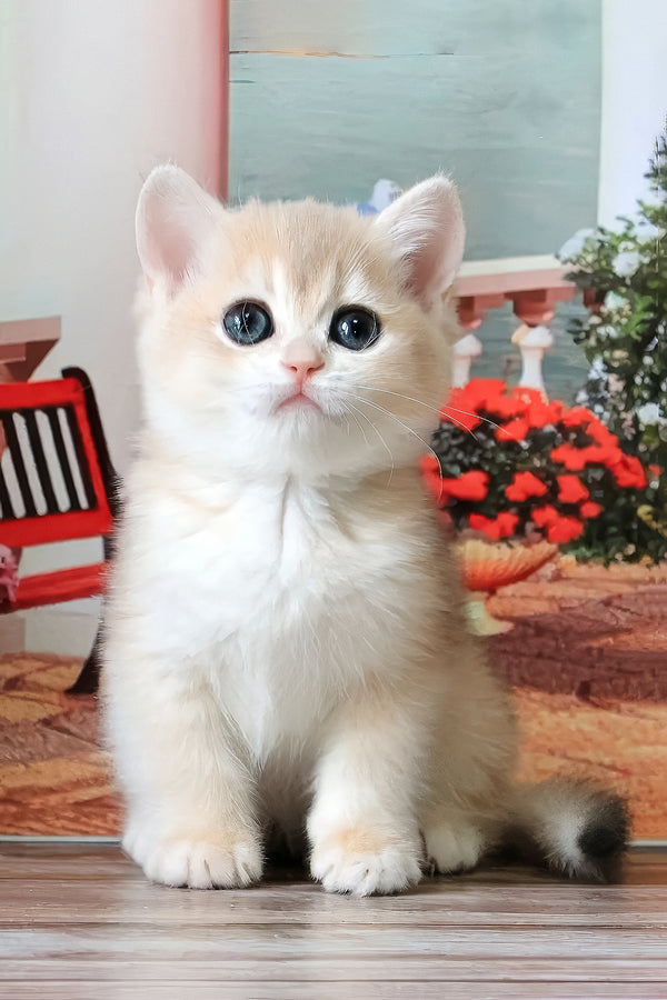 Riviera | British Shorthair Kitten