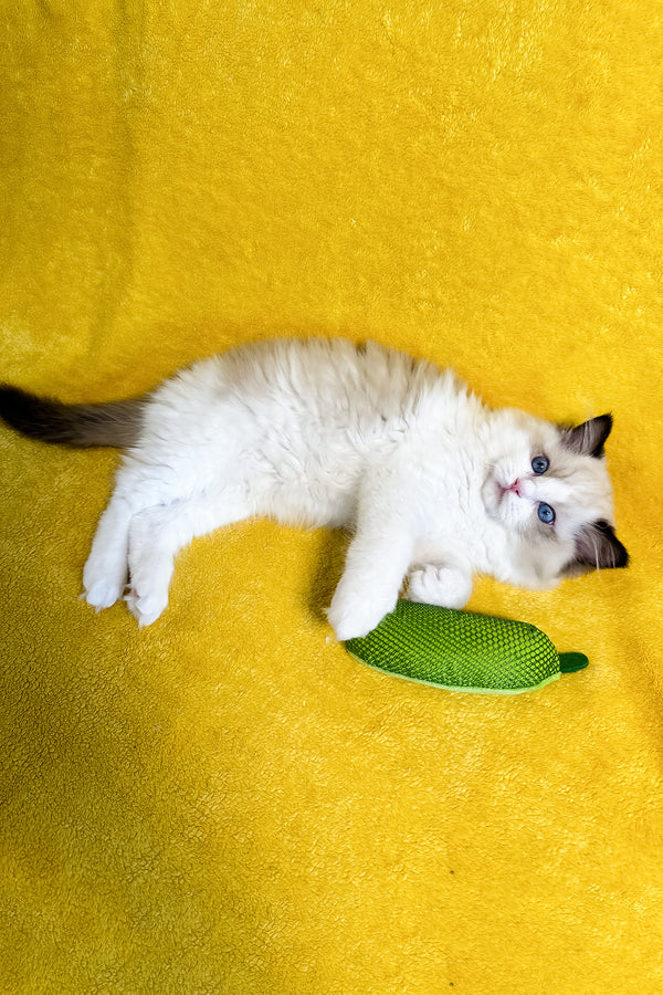 Rocco | Ragdoll Kitten