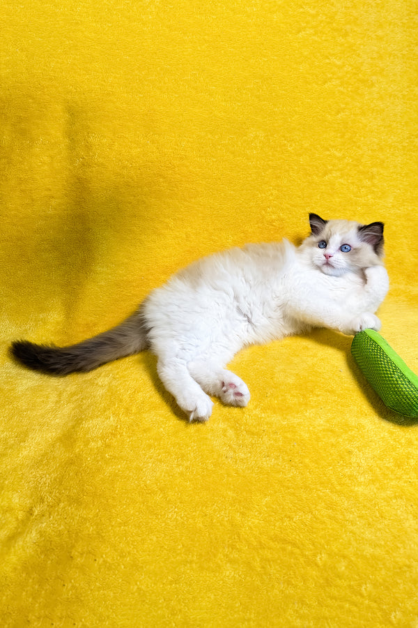 Rocco | Ragdoll Kitten