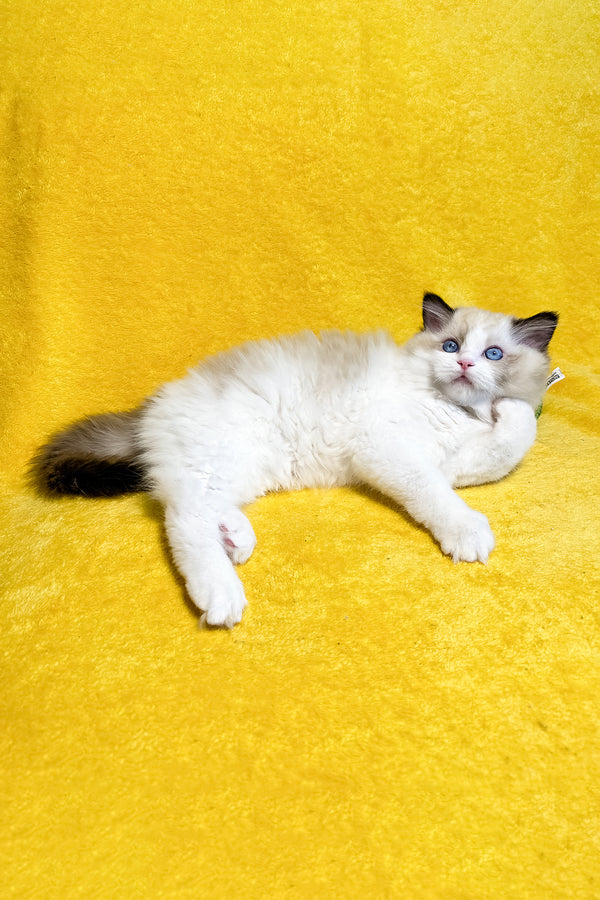 Rocco | Ragdoll Kitten