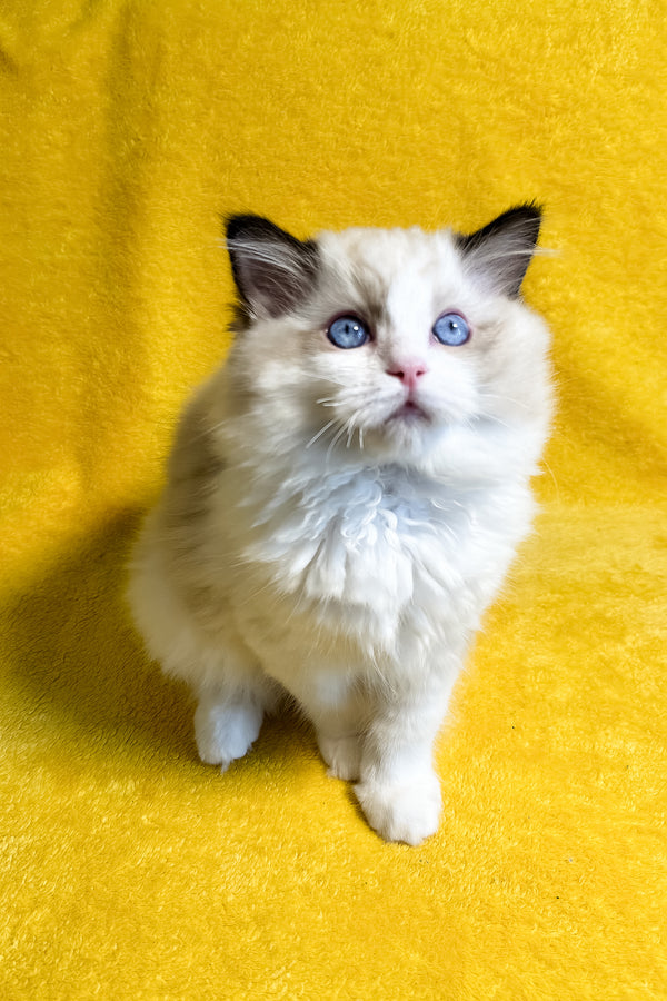 Rocco | Ragdoll Kitten