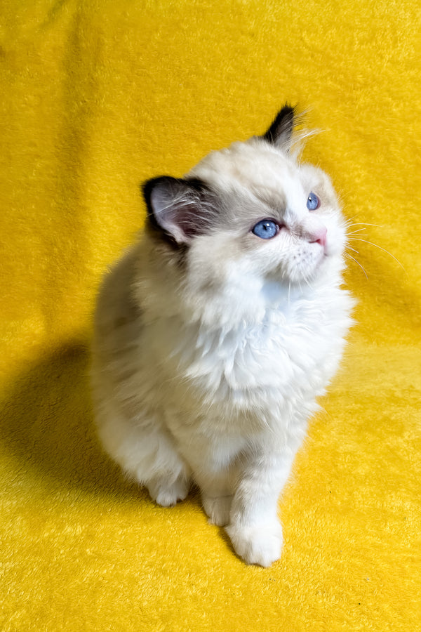 Rocco | Ragdoll Kitten