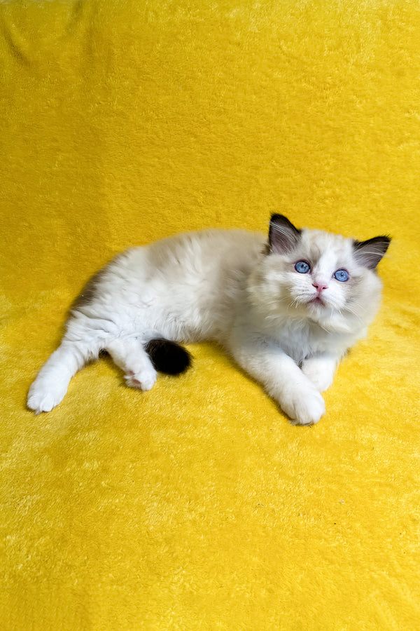 Rocco | Ragdoll Kitten