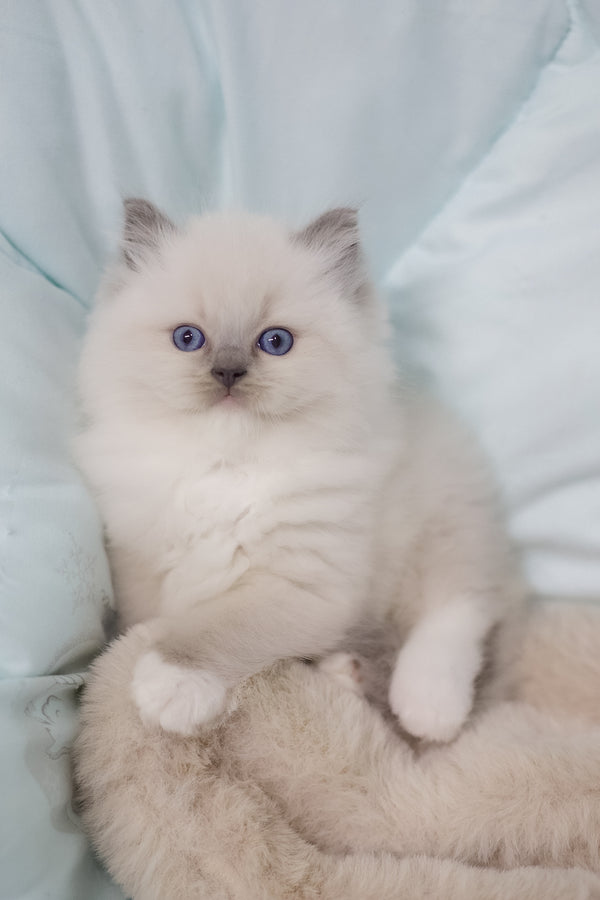 Rolex | Ragdoll Kitten