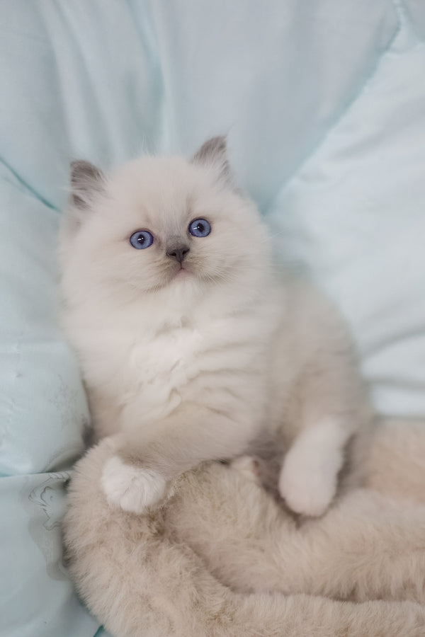 Rolex | Ragdoll Kitten