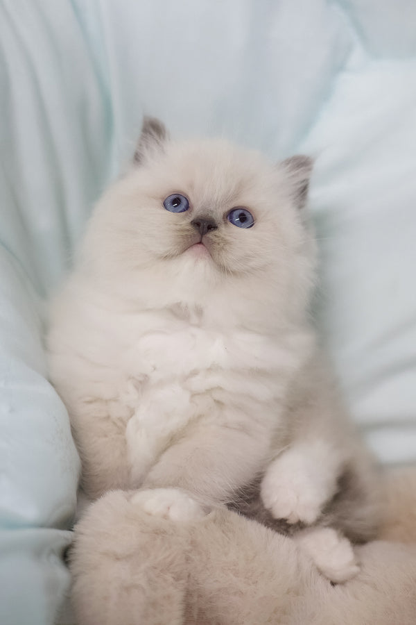 Rolex | Ragdoll Kitten