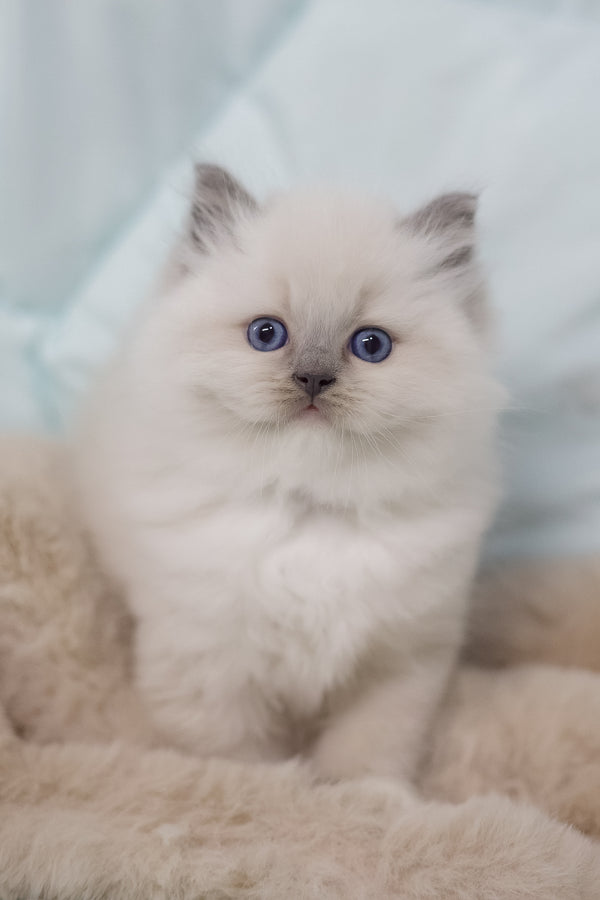 Rolex | Ragdoll Kitten