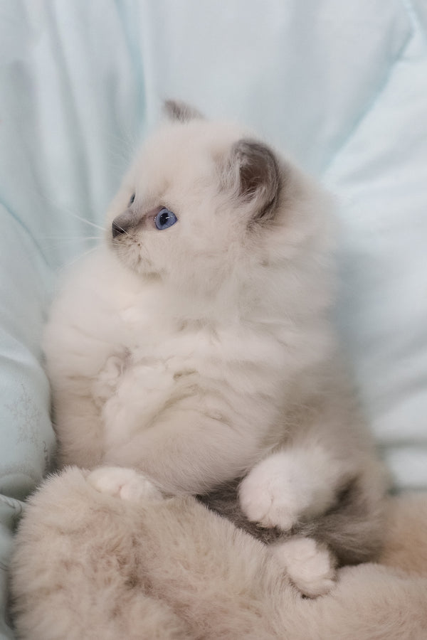 Rolex | Ragdoll Kitten