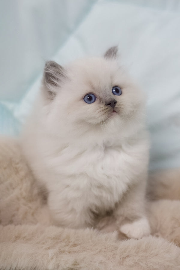 Rolex | Ragdoll Kitten