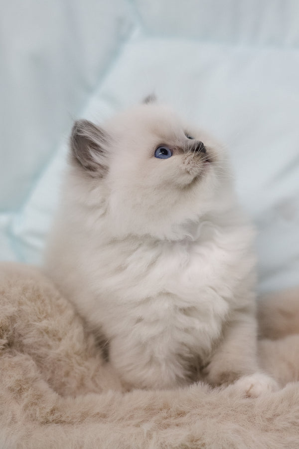Rolex | Ragdoll Kitten