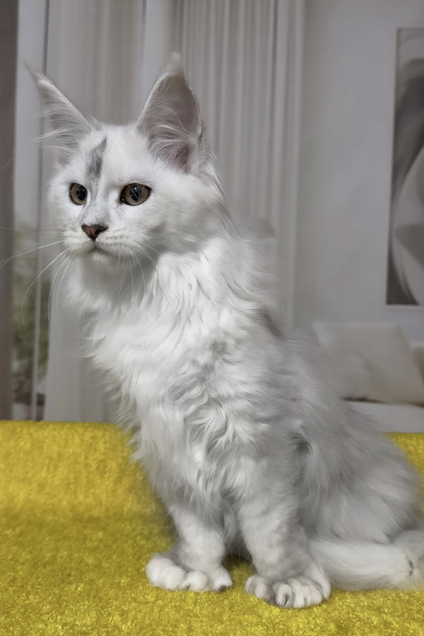 Romeo | Polydactyl Maine Coon Kitten