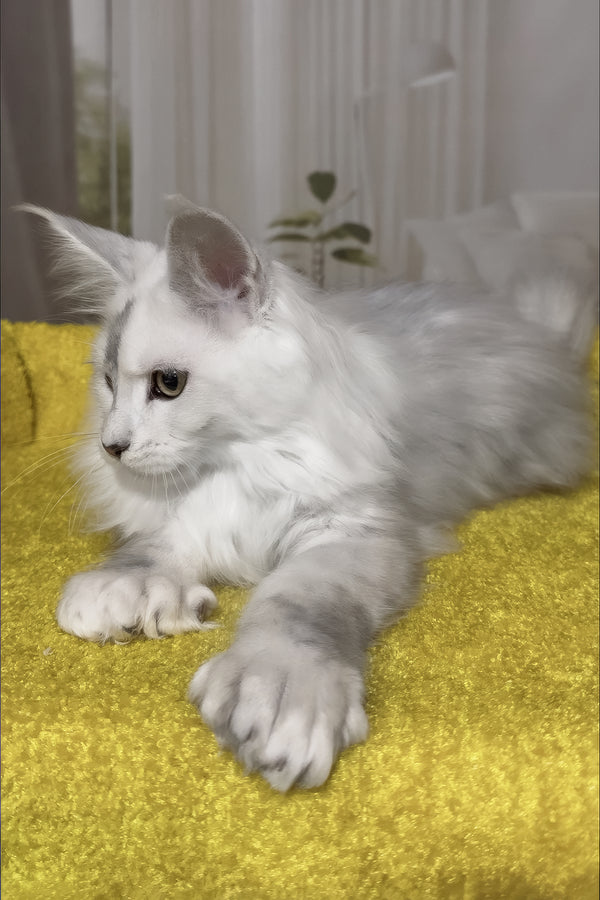 Romeo | Polydactyl Maine Coon Kitten
