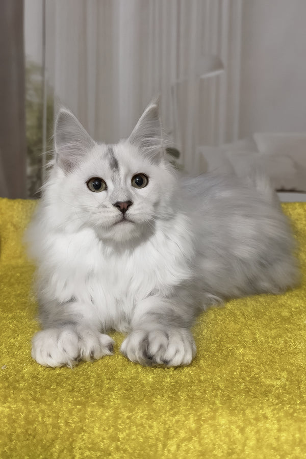 Romeo | Polydactyl Maine Coon Kitten