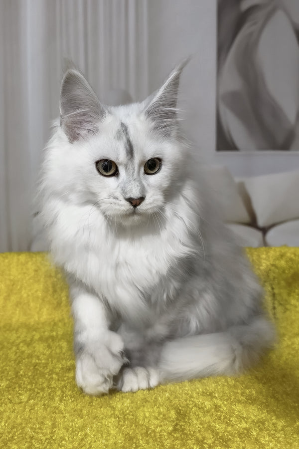 Romeo | Polydactyl Maine Coon Kitten