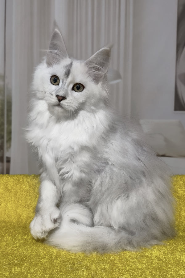 Romeo | Polydactyl Maine Coon Kitten