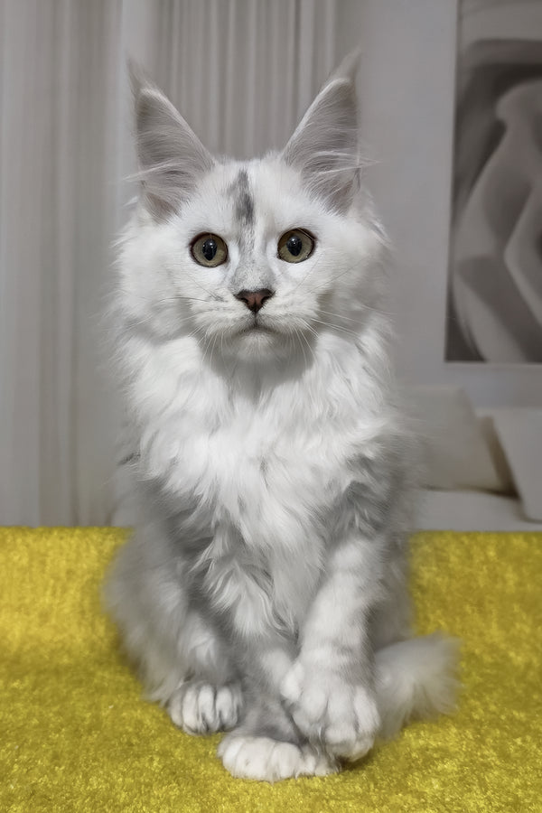 Romeo | Polydactyl Maine Coon Kitten
