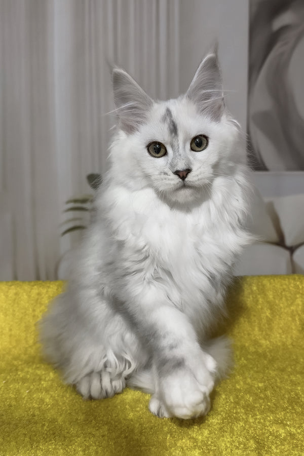 Romeo | Polydactyl Maine Coon Kitten