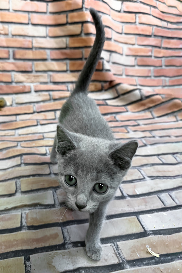 Romeo | Russian Blue Kitten