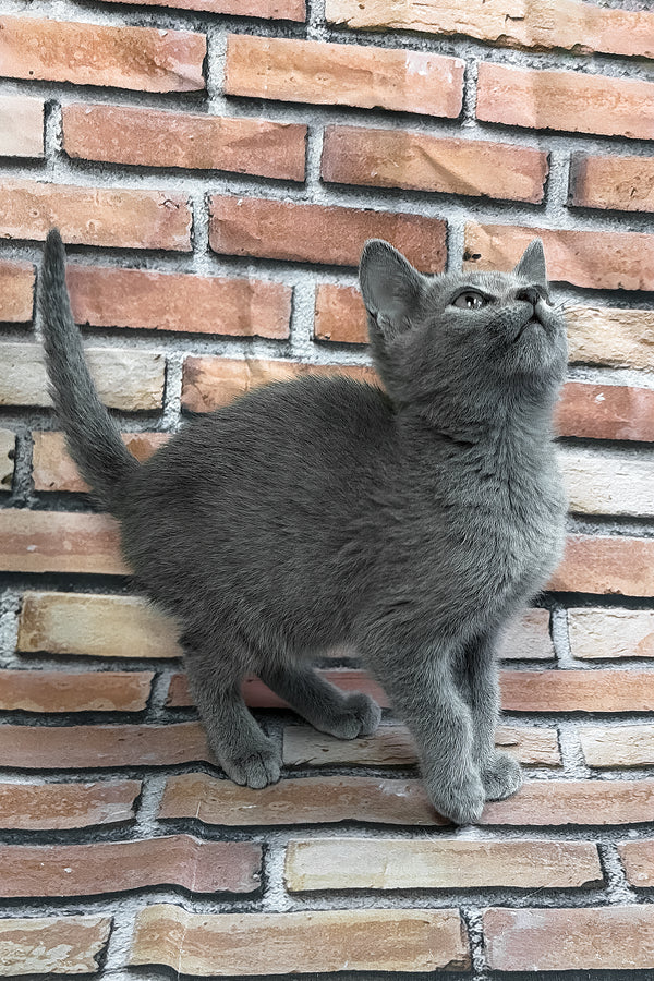 Romeo | Russian Blue Kitten