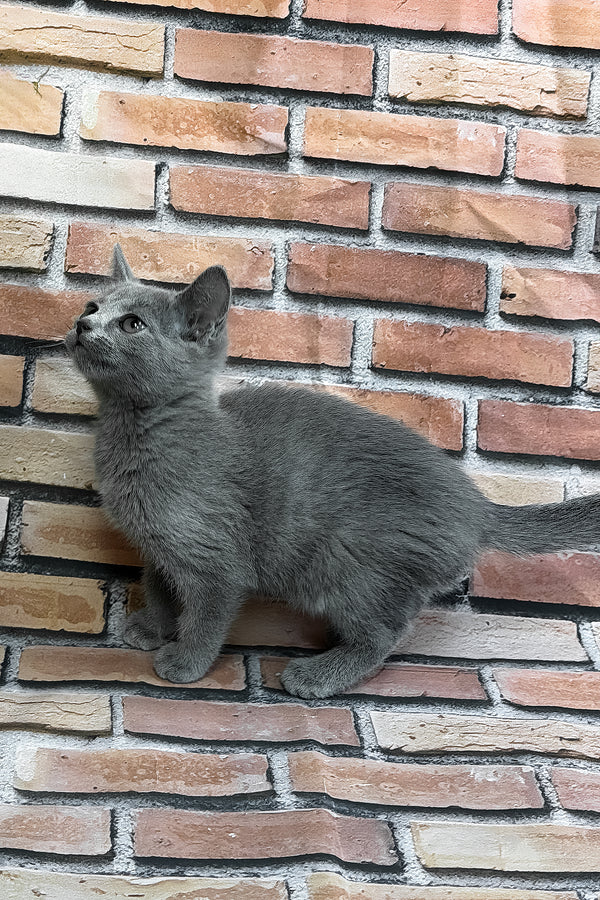 Romeo | Russian Blue Kitten
