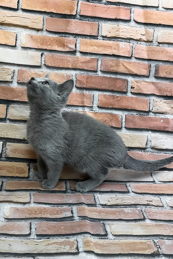 Romeo | Russian Blue Kitten
