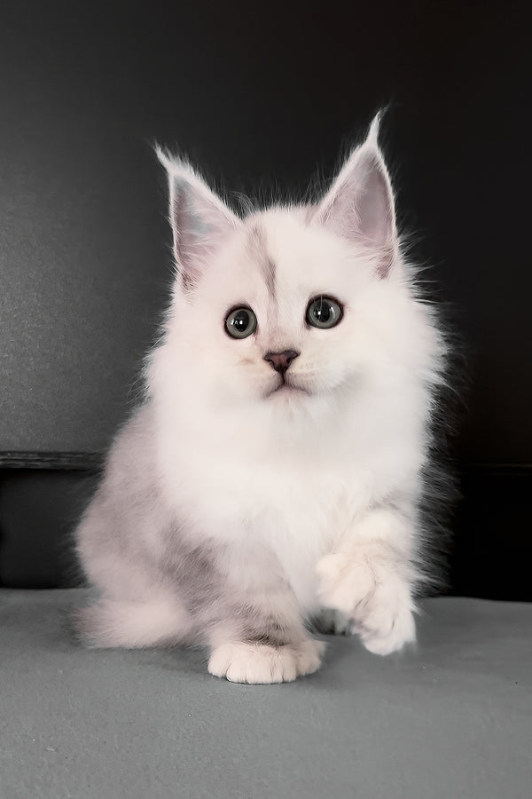 Romeo | Polydactyl Maine Coon Kitten