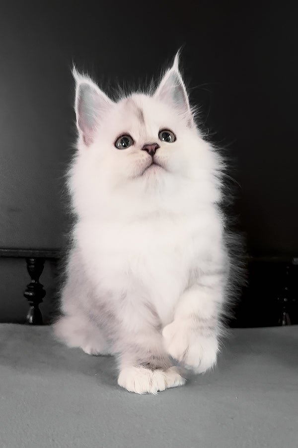 Romeo | Polydactyl Maine Coon Kitten