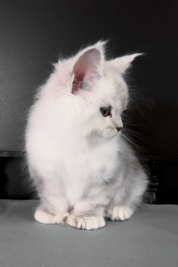 Romeo | Polydactyl Maine Coon Kitten