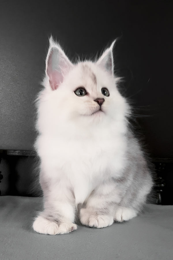 Romeo | Polydactyl Maine Coon Kitten