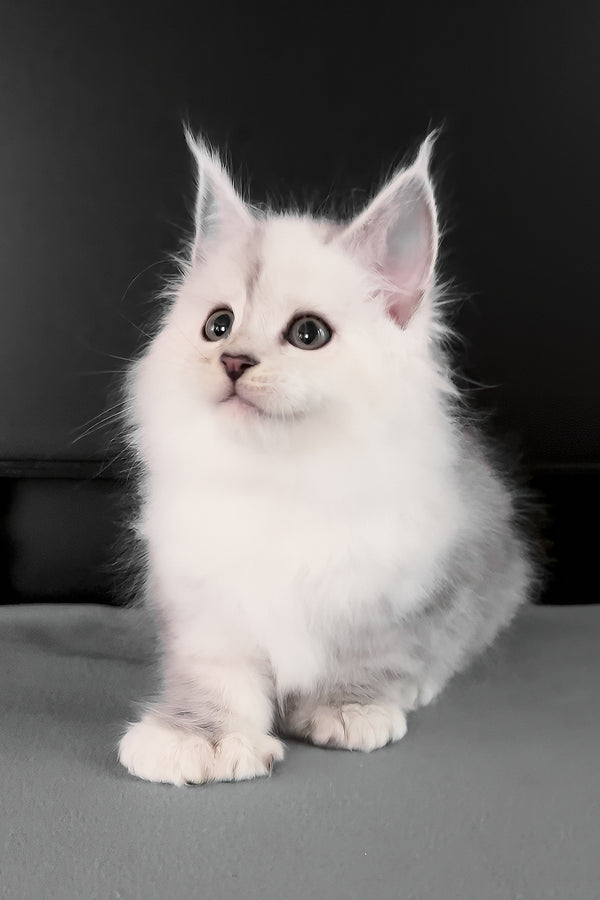 Romeo | Polydactyl Maine Coon Kitten