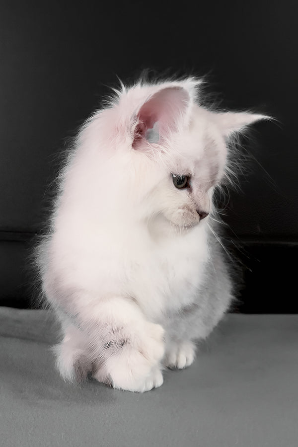 Romeo | Polydactyl Maine Coon Kitten