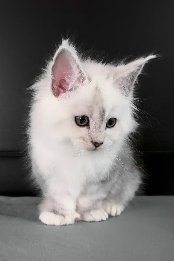 Romeo | Polydactyl Maine Coon Kitten