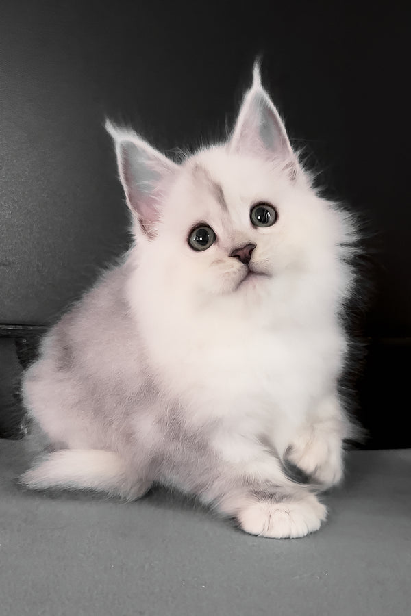 Romeo | Polydactyl Maine Coon Kitten