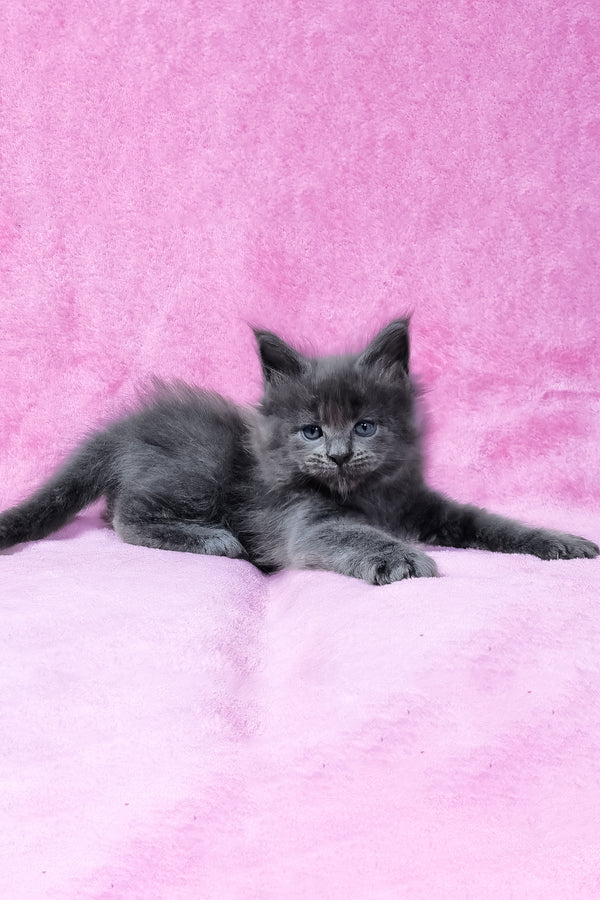 Rodney | Maine Coon Kitten