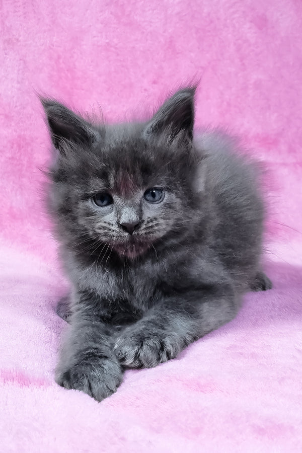 Rodney | Maine Coon Kitten