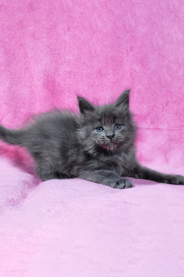 Rodney | Maine Coon Kitten