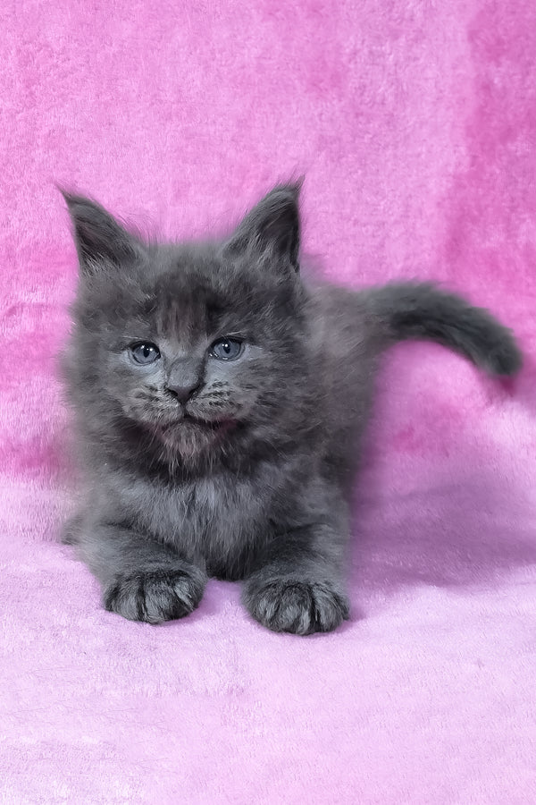 Rodney | Maine Coon Kitten
