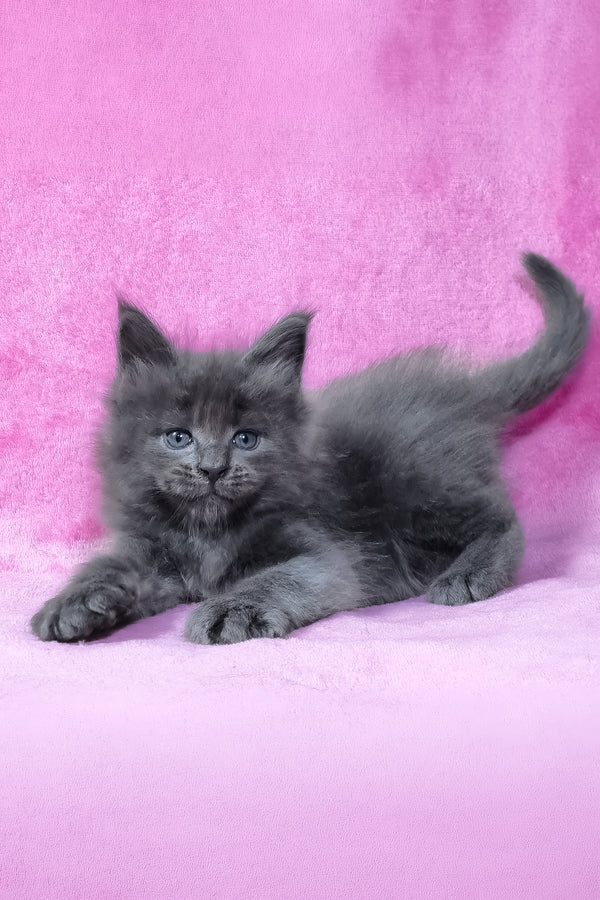 Rodney | Maine Coon Kitten